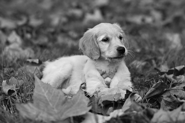 L'évolution des tortues marines au fil des âges géologiques