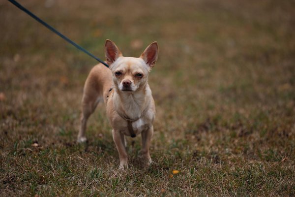 J'ai adopté un chat abandonné : Témoignages